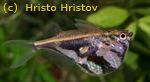   . Carnegiella strigata. , Marbled hatchetfish,  , -, 