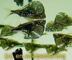  . Carnegiella marthae.  , , Marbled hatchetfish, -, 