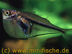  . Carnegiella myersi.  ,  ,  , Marbled hatchetfish, -