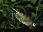  . Arnoldichthys spilopterus. 