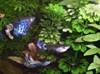 Фотографии аквариумных рыб. Гуппи. Гупи. Роесiliа reticulata, Lebistes reticulatus.