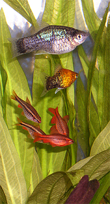 Фотографии аквариумных рыбок. Пецилия. Пицилия. Xiphophorus maculatus. Вишневый барбус. Barbus titteya.