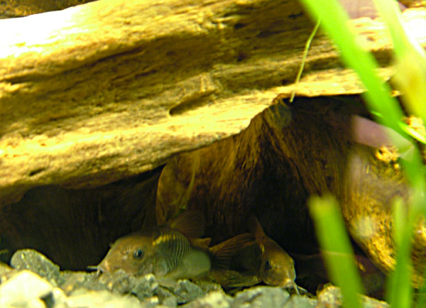  .  . Corydoras aeneus.