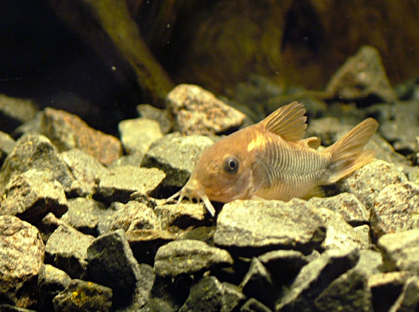  .  . Corydoras aeneus.