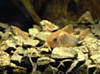 Аквариумные рыбки. Сомик золотистый. Corydoras aeneus.
