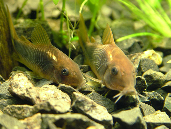  .  . Corydoras aeneus.