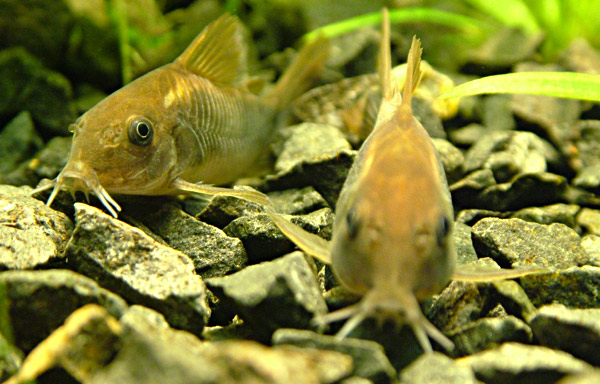  .  . Corydoras aeneus.