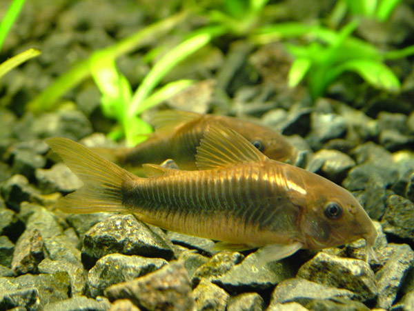   .  . Corydoras aeneus.