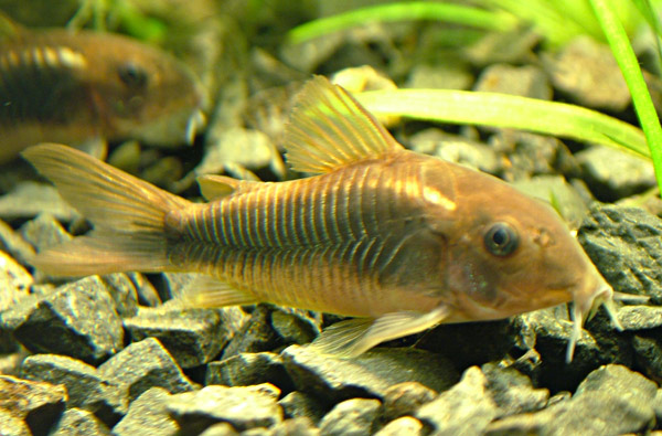   .  . Corydoras aeneus.