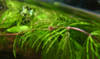 Аквариумные растения. Роголистник. Тычиночный цветок. сeratophyllum.