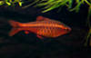Фотографии аквариума. Барбус вишневый. Barbus titteya.