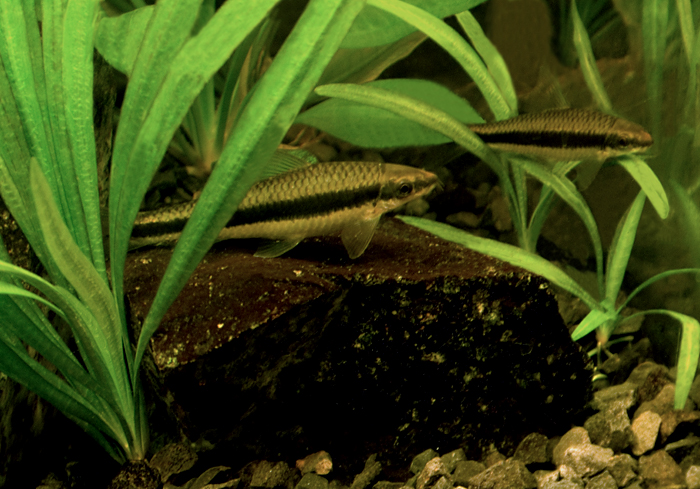 SAE. Siamese Algae Eater. Crossocheilus siamensis.