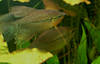 Аквариумные рыбки. Самец и самка гурами жемчужного. Trichogaster leeri