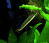 Креветка-фильтратор. Atyopsis moluccensis.