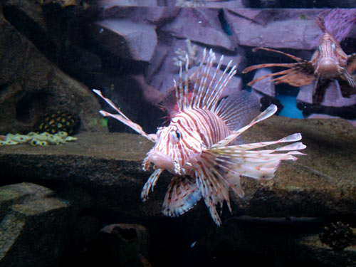  .  . . - (Pterois volitans).