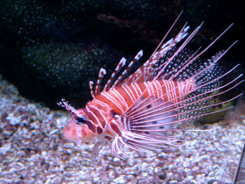 - (Pterois volitans).  .  . .