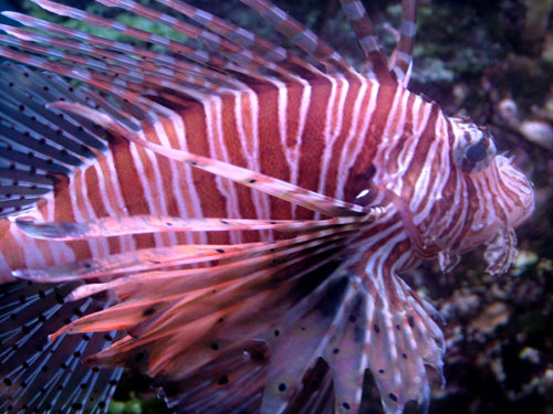 - (Pterois volitans).  .  . .