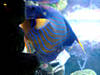 Колчаковый помакант (Pomacanthus annularis). Морские рыбки. Московский зоопарк. Экзотариум.