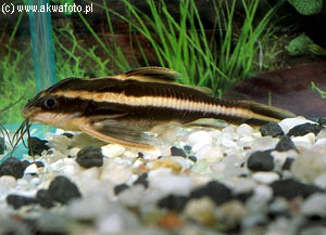  . Platydoras costatus. 