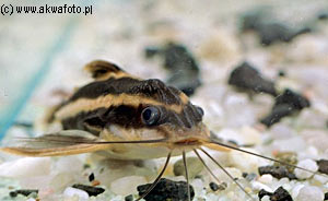  . Platydoras costatus. 