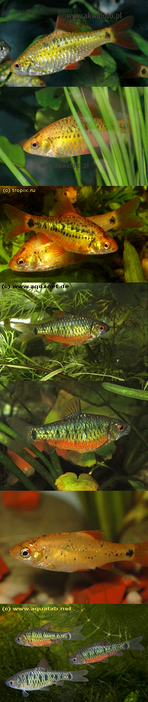  . Barbus semifasciolatus, Puntius semifasciolatus, Capoeta semifasciolata.  ,  ,  