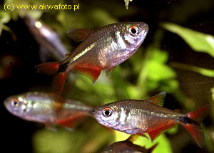 . Hemigrammus caudovittatus (Hyphessobrycon anisitsi, Hemigrammus anisitsi). -,  