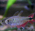 . Hemigrammus caudovittatus (Hyphessobrycon anisitsi, Hemigrammus anisitsi). -,  