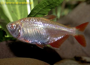 . Hemigrammus caudovittatus (Hyphessobrycon anisitsi, Hemigrammus anisitsi). -,  