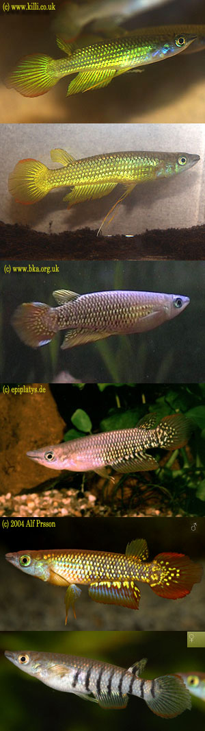  . Aplocheilus lineatus (Panchax lineatum, Haplochilus lineatus). ,  