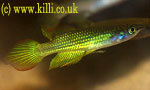  . Aplocheilus lineatus (Panchax lineatum, Haplochilus lineatus). ,  