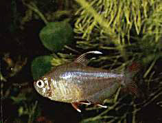  . Hyphessobrycon ornatus. 