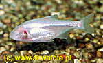  . Astyanax mexicanus (Astyanax fasciatus mexicanus, Tetragonopterus mexicanus).  ,  