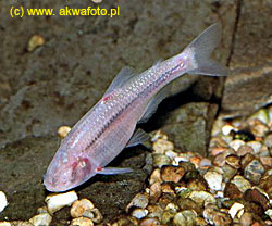  . Astyanax mexicanus (Astyanax fasciatus mexicanus, Tetragonopterus mexicanus).  ,  