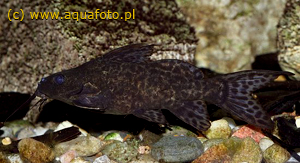  . Synodontis nigriventris. -,  