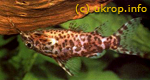  . Synodontis nigriventris. -,  