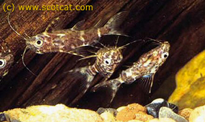  . Synodontis nigriventris. -,  