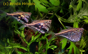   . Carnegiella strigata. , Marbled hatchetfish,  , -, 