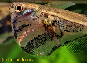   . Carnegiella strigata. , Marbled hatchetfish,  , -, 