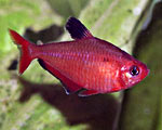 . Hyphessobrycon callistus. ,  , 