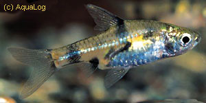  . Barbus gelius, Puntius gelius, Cyprinus gelius. 