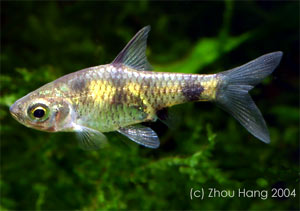  . Barbus gelius, Puntius gelius, Cyprinus gelius. 