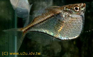  . Carnegiella marthae.  , , Marbled hatchetfish, -, 