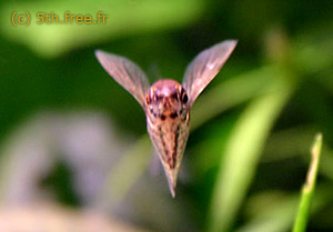  . Carnegiella marthae.  , , Marbled hatchetfish, -, 