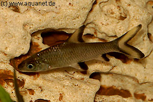  . Balantiocheilos melanopterus, Barbus melanopterus.  ,  