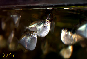  . Carnegiella myersi.  ,  ,  , Marbled hatchetfish, -