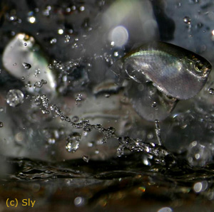  . Carnegiella myersi.  ,  ,  , Marbled hatchetfish, -