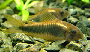  . Corydoras aeneus.  