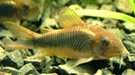  . Corydoras aeneus.  