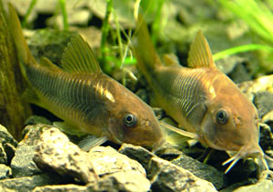  . Corydoras aeneus.  