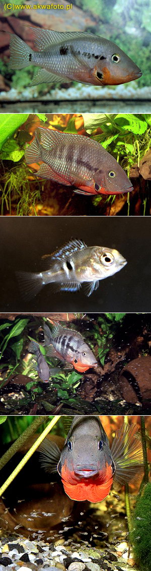  . Thorichthys meeki.  ,  , Firemouth Cichlid, Cichlasoma meeki, Herichthys meeki, Cichlasoma hyorhynchum, Redbreasted Cichlid, Feuermaulbuntbarsch, Pielęgnica meeka